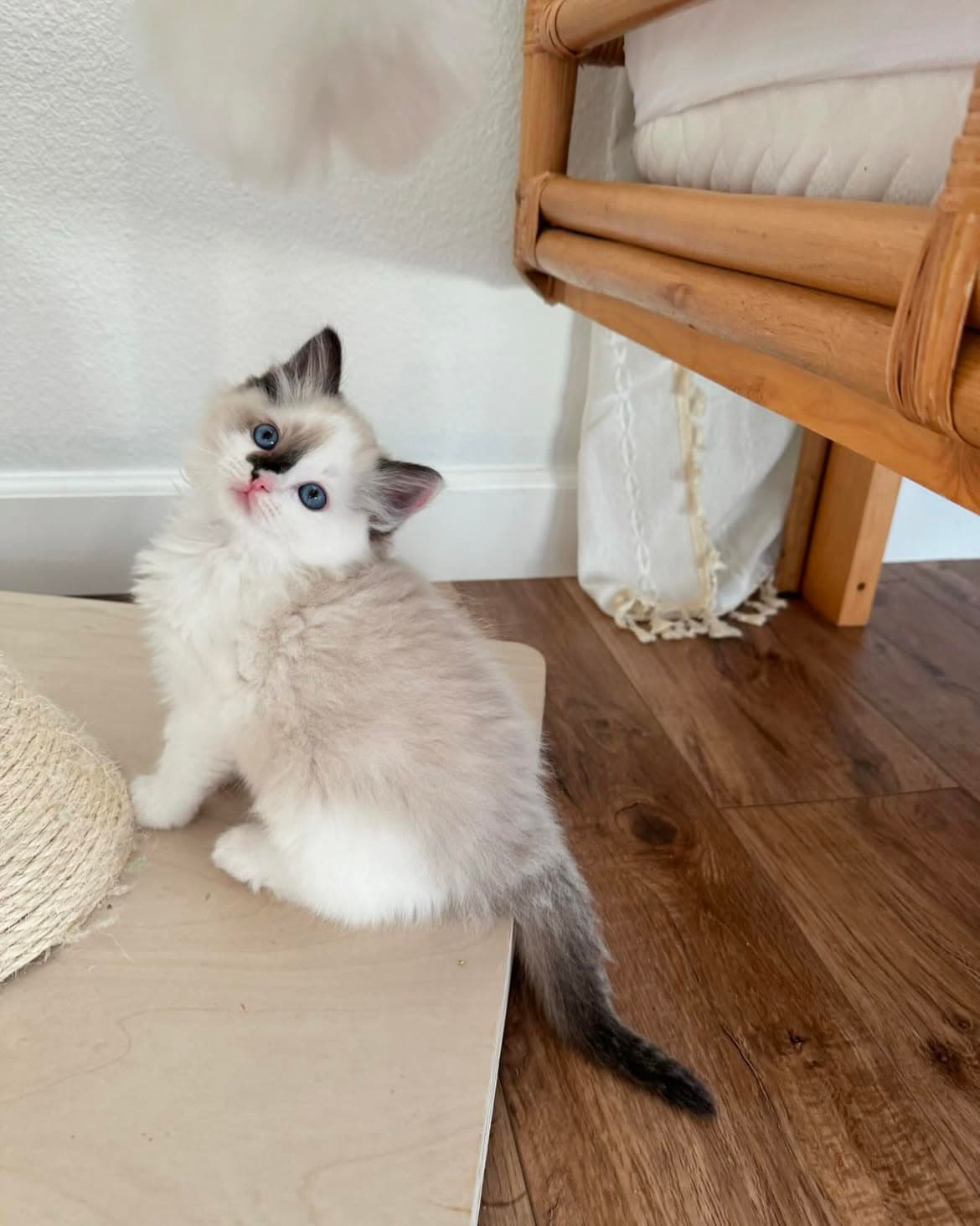 Pixie, a seal bicolor ragdoll kitten available now