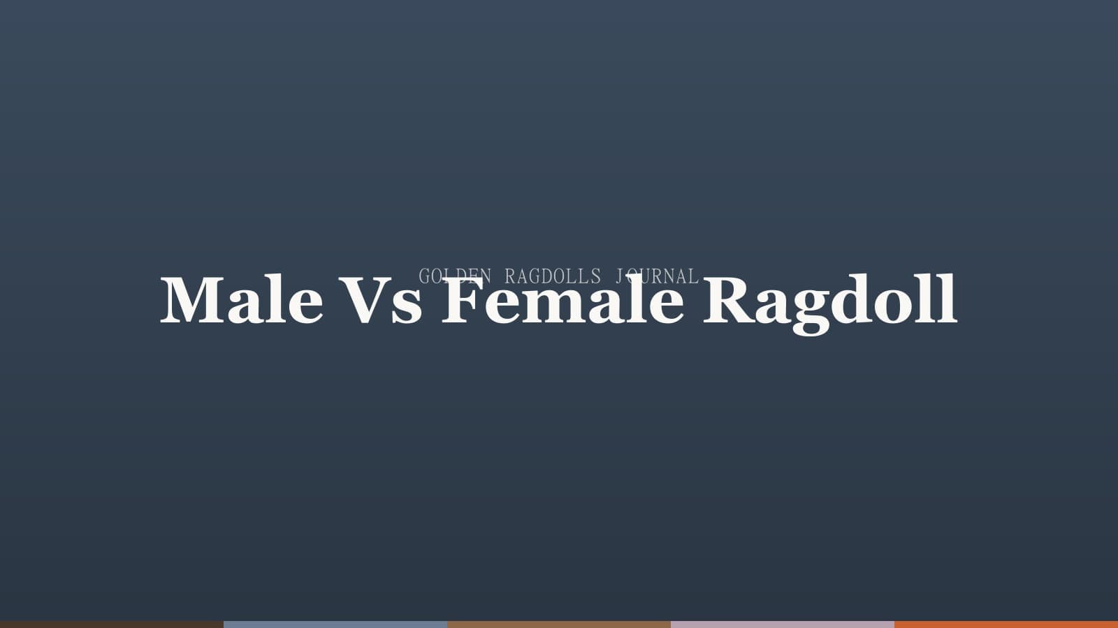 Male vs Female Ragdoll: Temperament and Size Differences