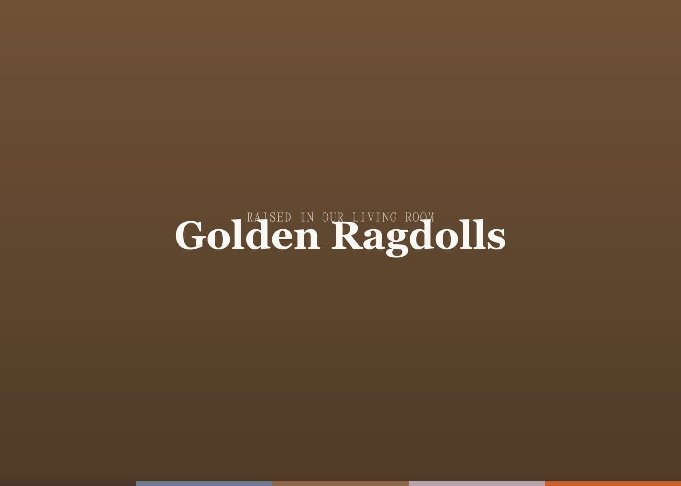 The home where Golden Ragdolls ragdoll kittens are raised, photo 2