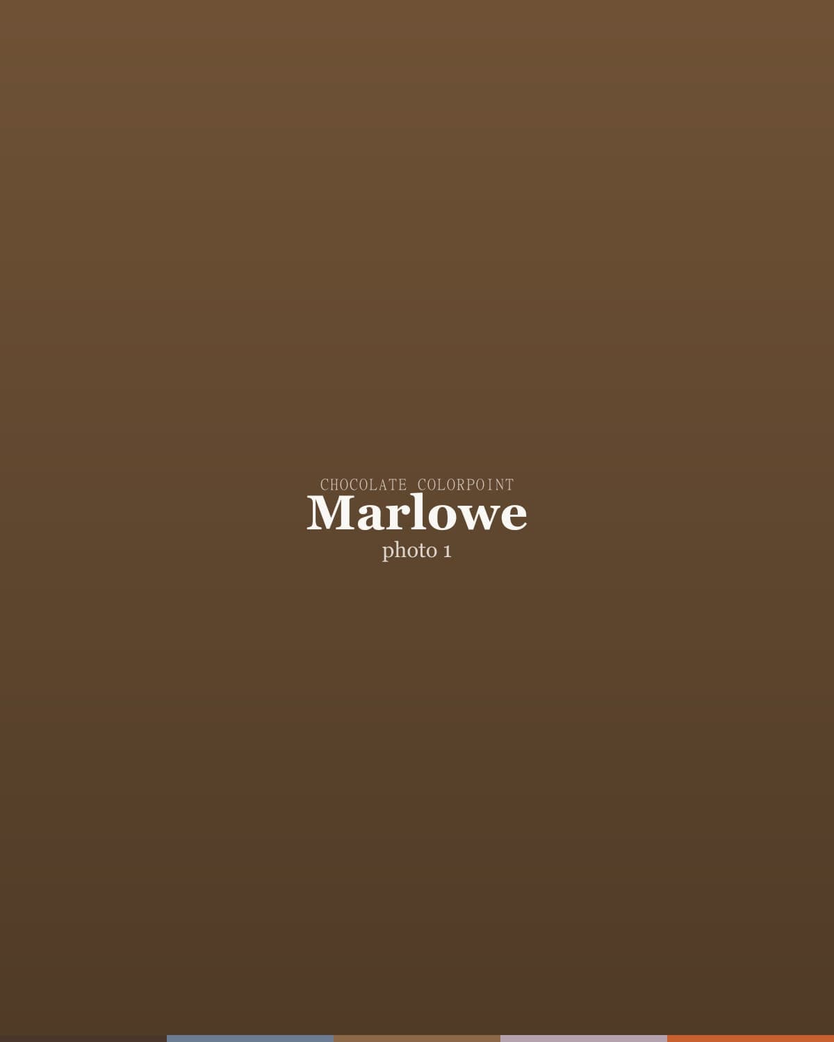 Marlowe, a chocolate colorpoint ragdoll kitten — photo 1