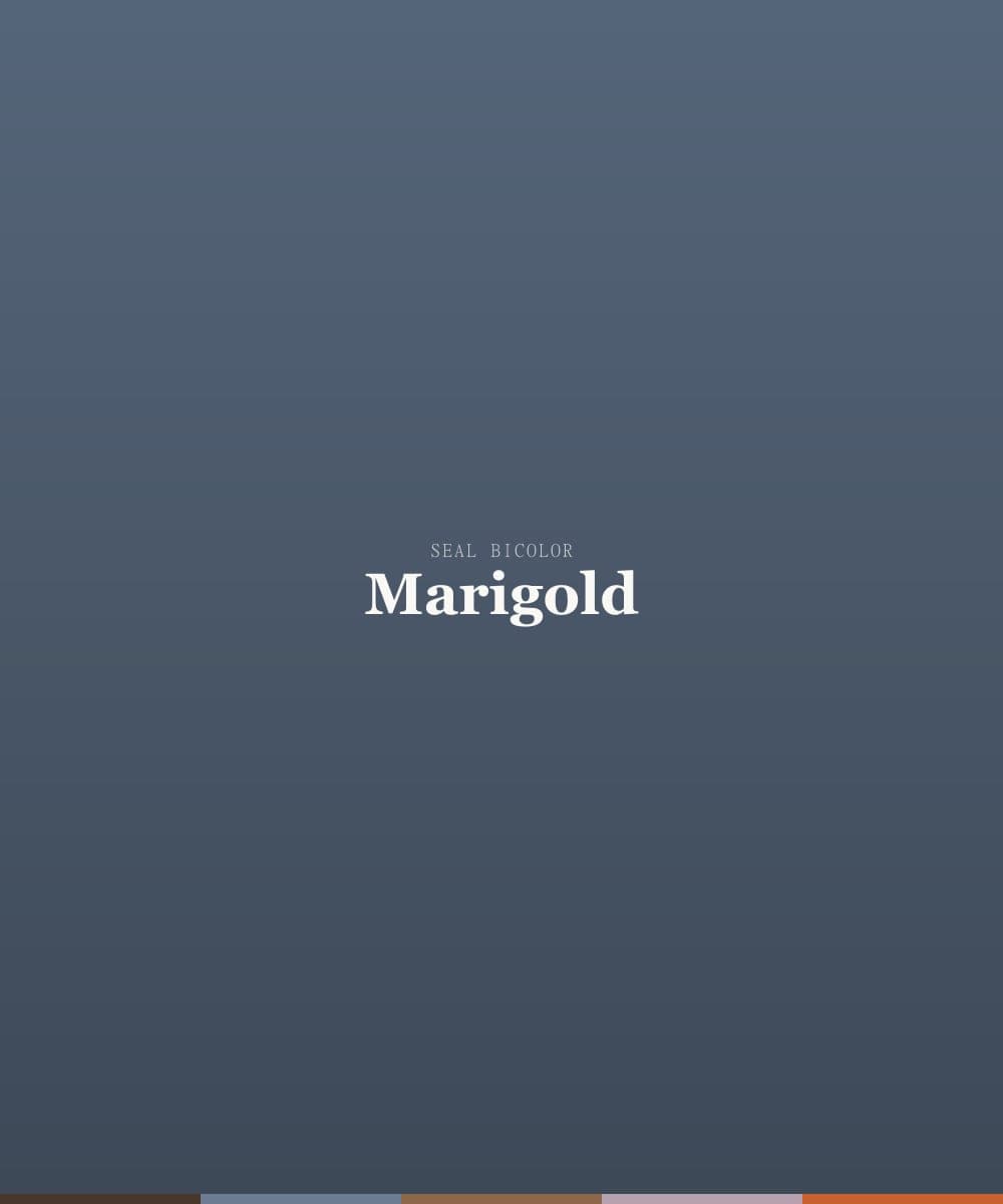 Snowfield's Marigold, a seal bicolor ragdoll