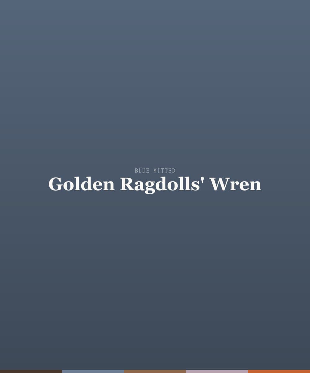 Golden Ragdolls' Wren, a blue mitted ragdoll