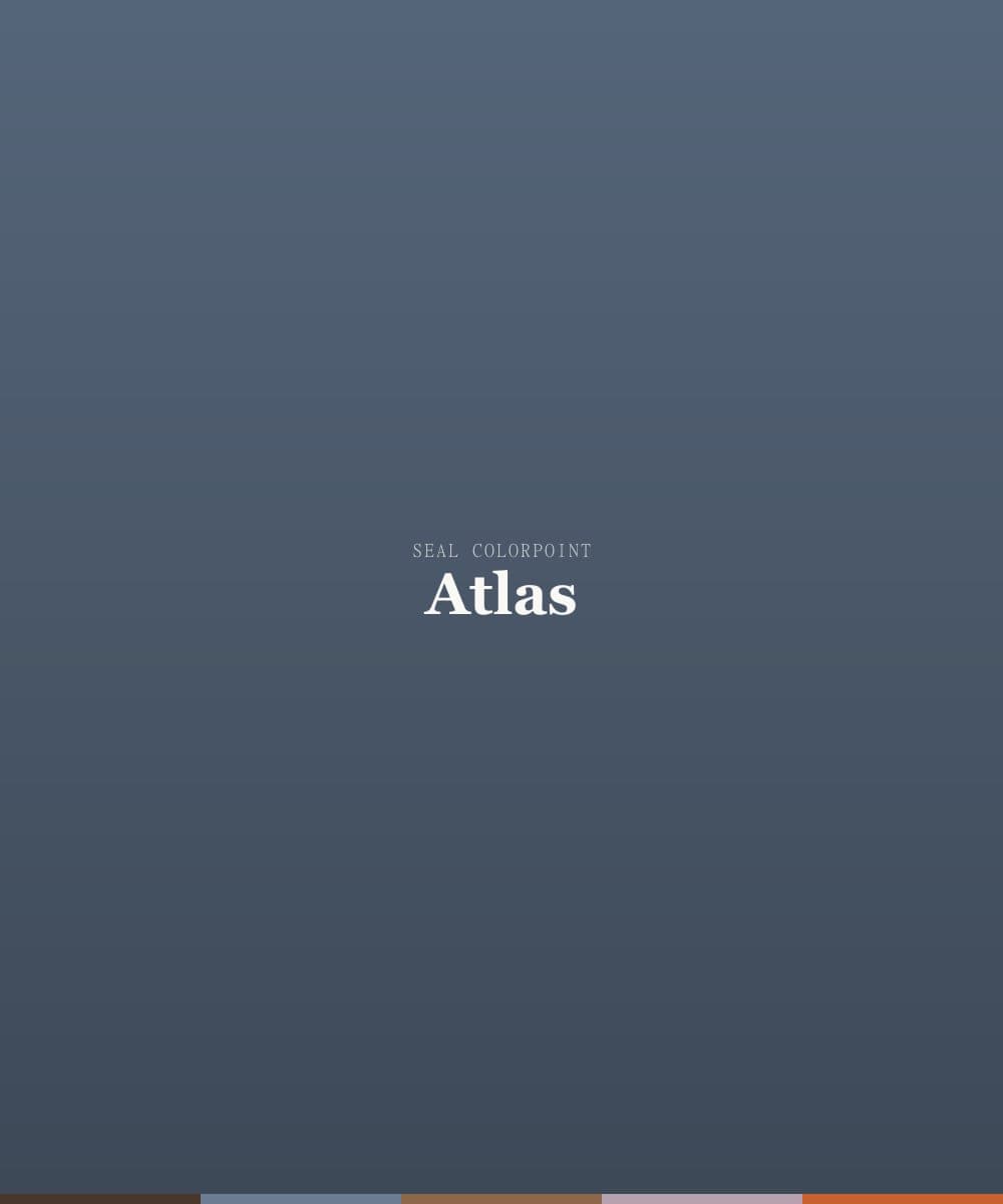 Point Break's Atlas, a seal colorpoint ragdoll