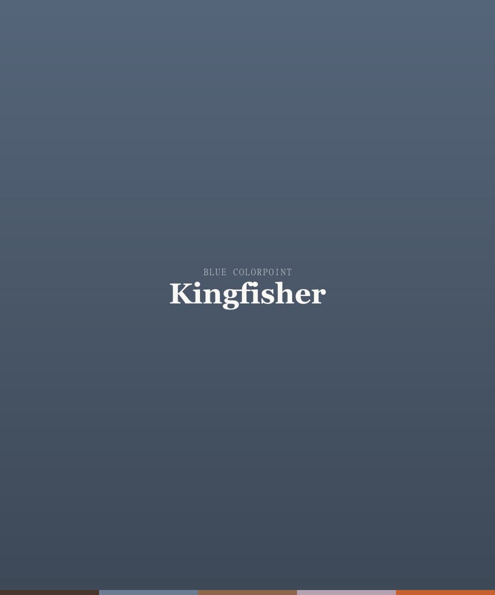 Snowdrift's Kingfisher, a blue colorpoint ragdoll