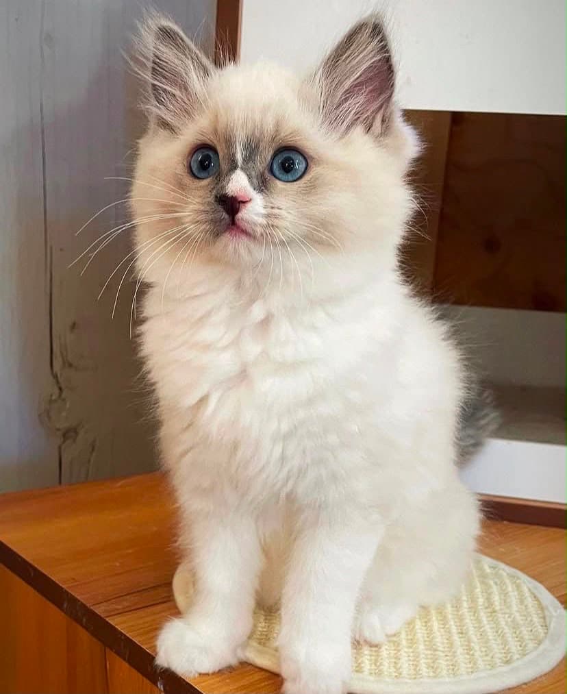 Oliver, a blue mitted ragdoll kitten — photo 1