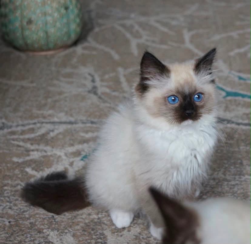 Sophie, a seal mitted ragdoll kitten — photo 1